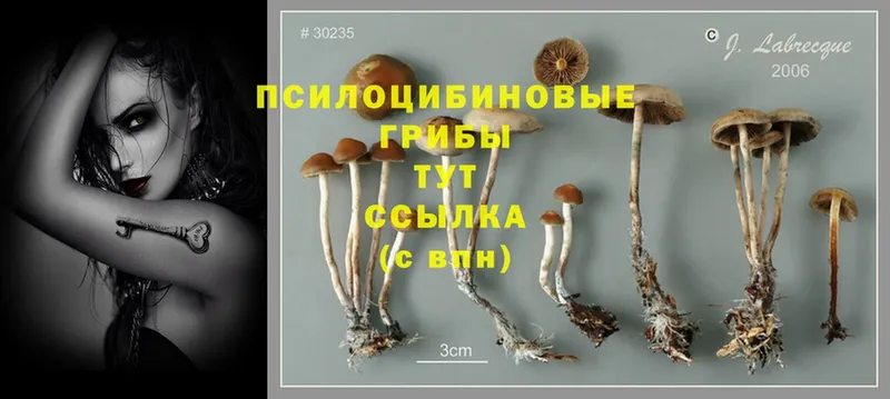 где можно купить наркотик  Артёмовский  Галлюциногенные грибы MAGIC MUSHROOMS 